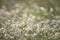 Feather grass Stipa growing in the meadow