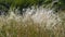 Feather grass in wind