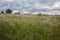 Feather grass in windy steppe.