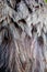 Feather of greater rhea Rhea americana