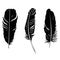 Feather illustration silhouette set