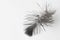 Feather isolated on a white background