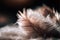 a feather is laying on a fluffy surface with a blurry background of the feathers and the feathers are white