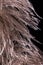 Feather ostrich on black background, bird plume,  macro closeup