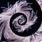 Feather ostrich swirl spiral black. gentle