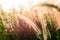 Feather pennisetum glowing against the sunlight in the evening. Mission grass flower are similar to the wheat.  Selective focus