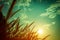 Feather pennisetum glowing against the sunlight. Serenity background. Cross process.