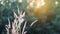 Feather pennisetum grass on blur background