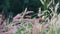 Feather pennisetum grass on blur background