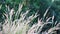 Feather pennisetum grass on blur background