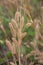 Feather pennisetum,mission grass