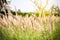 Feather pennisetum in sunset. Dramatic and picturesque evening scene