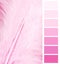 Feather plumage pink color
