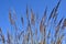 Feather Reed Grass and Blue Sky