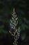 Feather reed grass Calamagrostis brachytricha