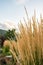 Feather reed grass closeup outdoors