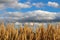 Feather reed grass in front of cloudy sky