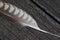 Feather of a sacer falcon in close up on a weathered ground