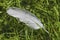 The feather of a Scottish seagull in the rain