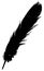 Feather silhouette - epidermal growths that form the distinctive outer covering, or plumage, on birds