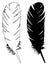 Feather silhouette - epidermal growths that form the distinctive outer covering, or plumage, on birds