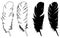 Feather silhouette - epidermal growths that form the distinctive outer covering, or plumage, on birds