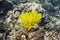 Feather star (Comanthina schlegeli)