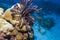 Feather star on the coral reef in Thailand.