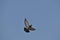 Feather wing of homing pigeon bird floating mid air blue sky