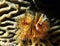 Featherduster on brain coral