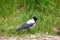 feathered animal hooded crow on green grass