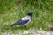 feathered animal hooded crow on green grass