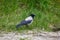 feathered animal hooded crow on green grass