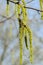 Feathered aspen female catkins in spring
