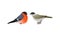 Feathered Birds or Avian with Sparrow and Bullfinch Vector Set