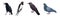 Feathered Birds or Avian with Wings Vector Set