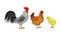 Feathered Cockerel and Hen with Chicken as Farm Bird Walking in Yard Vector Illustration Set