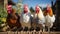 Feathered Commune: Garden Gathering of Charming Chickens