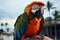 Feathered duo Two striking macaw parrots find a perch on the man\\\'s arm