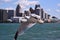 Feathered Friend Glides Over the Detroit River