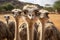 Feathered Gathering: Ostrich Group Graces the Farm Yard Indoors. Generative ai