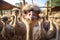 Feathered Gathering: Ostrich Group Graces the Farm Yard Indoors. Generative ai