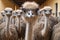 Feathered Gathering: Ostrich Group Graces the Farm Yard Indoors. Generative ai