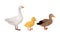 Feathered Goose and Duck as Farm Bird Walking in Yard Vector Illustration Set