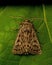 The Feathered Gothic, Tholera decimalis