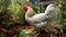 Feathered hen with plump body, vibrant red comb atop its head, scratching the ground with yellow feet, alert eyes watching over