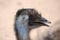 Feathered Large Emu Bird Profile