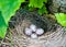 Feathered nest with quail eggs