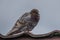 A feathered pigeon sits on the roof