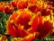 Feathered Red and Yellow Tulip
